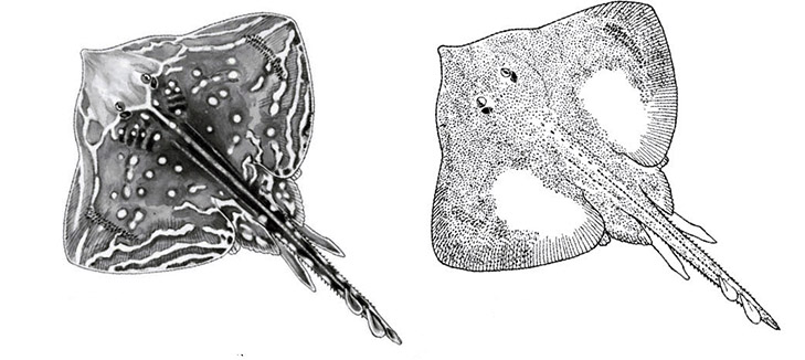 Raja microocellata01